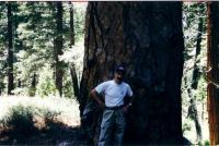 Sequoia.